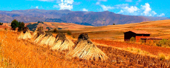 pampas chinchero